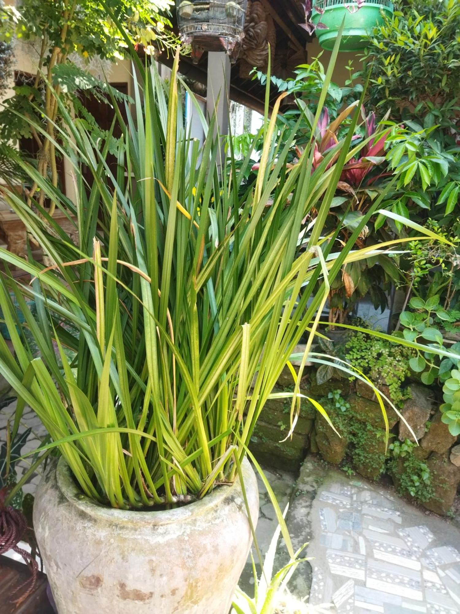 מלון אובוד Wahwik'S House מראה חיצוני תמונה